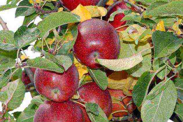 rating of the best varieties of apple trees