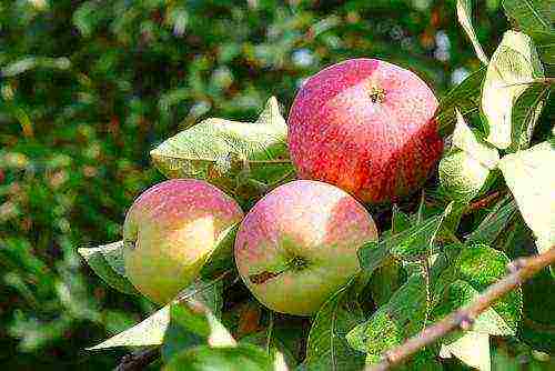 rating of the best varieties of apple trees