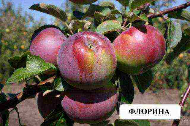 rating of the best varieties of apple trees