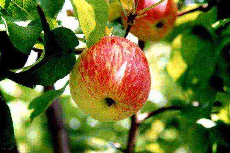 rating of the best varieties of apple trees