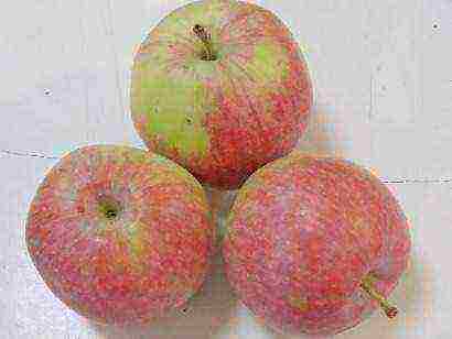 rating of the best varieties of apple trees