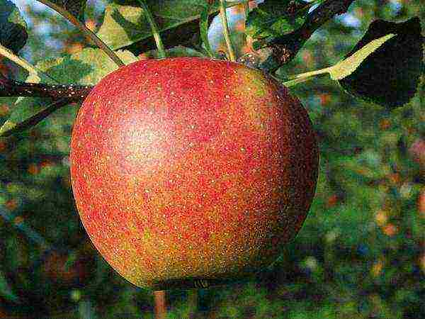 rating of the best varieties of apple trees