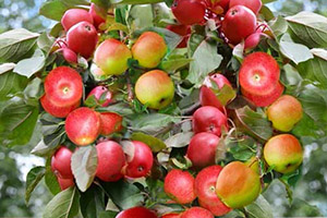 rating of the best varieties of apple trees