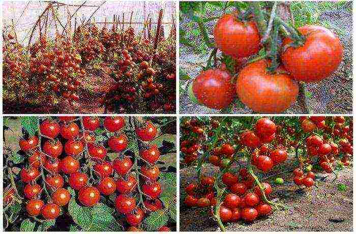 the best varieties of tomatoes