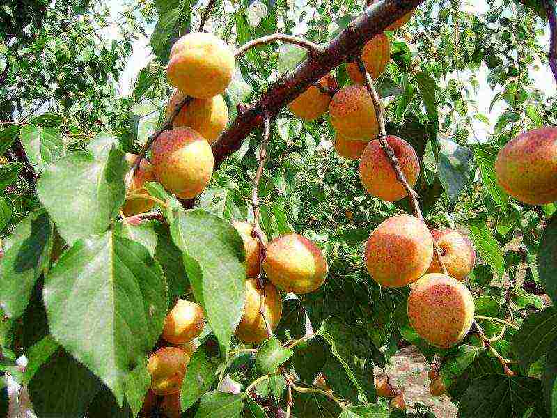 the best varieties of apricot