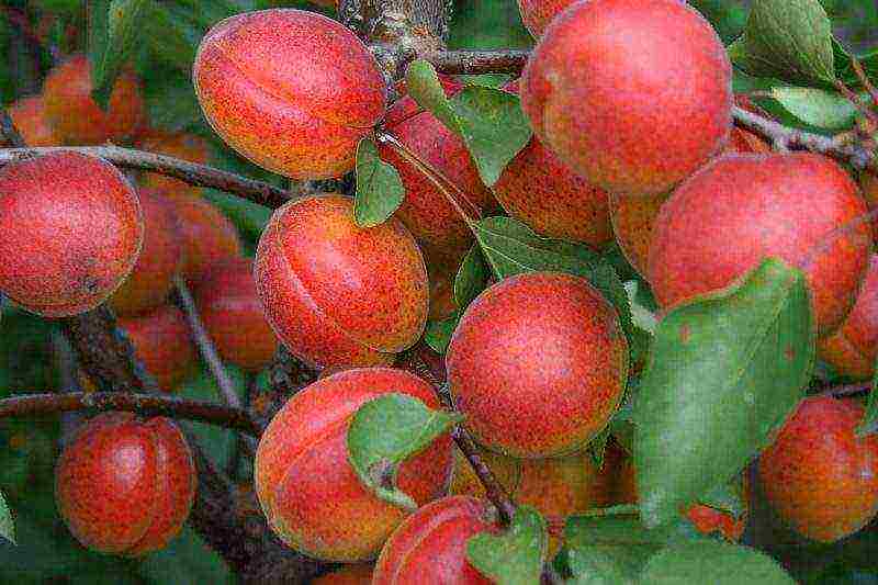 the best varieties of apricot