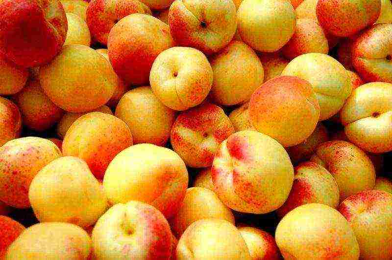 the best varieties of apricot