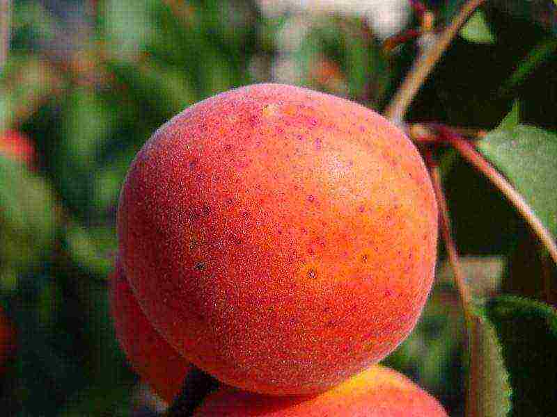 the best varieties of apricot