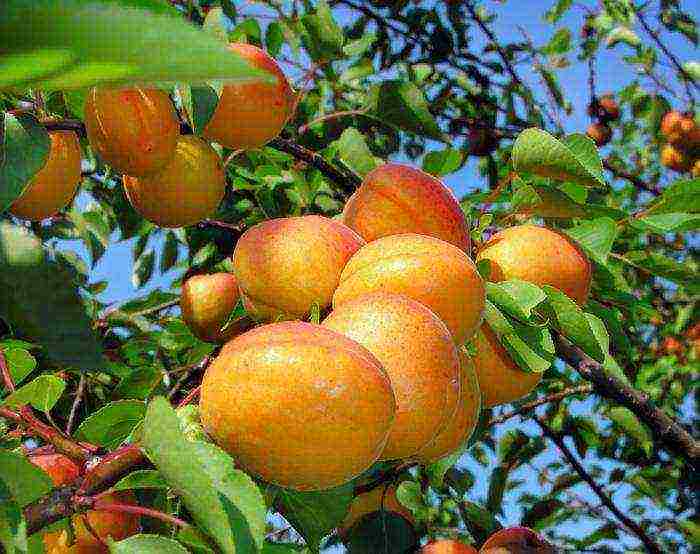 the best varieties of apricot