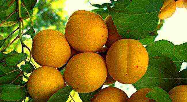 the best varieties of apricot