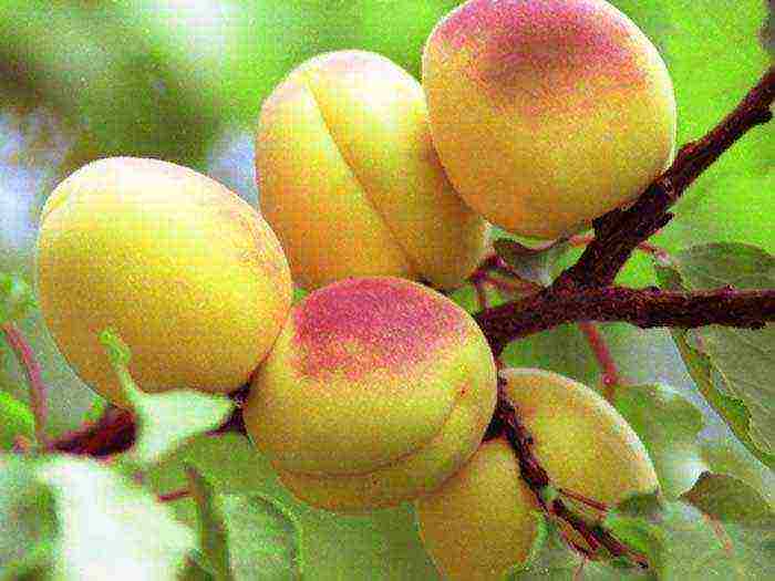 the best varieties of apricot