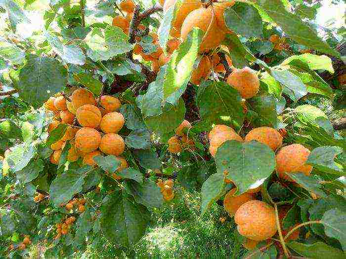 the best varieties of apricot