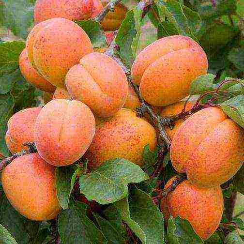 the best varieties of apricot