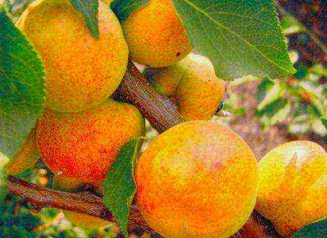 the best varieties of apricot