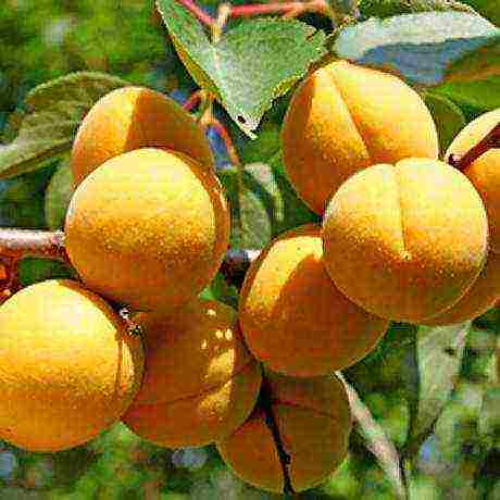 the best varieties of apricot