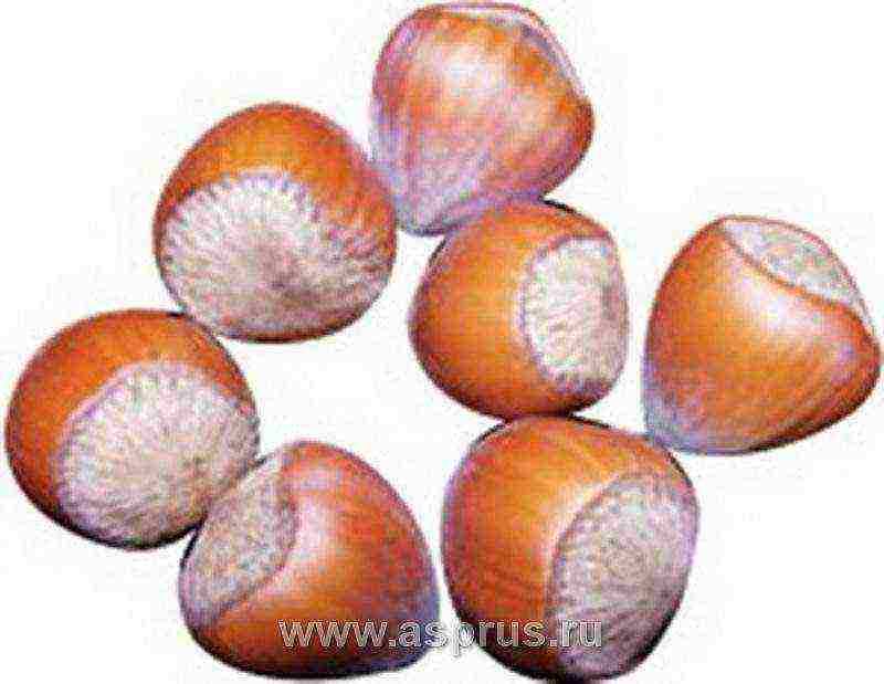 the best varieties of hazelnuts