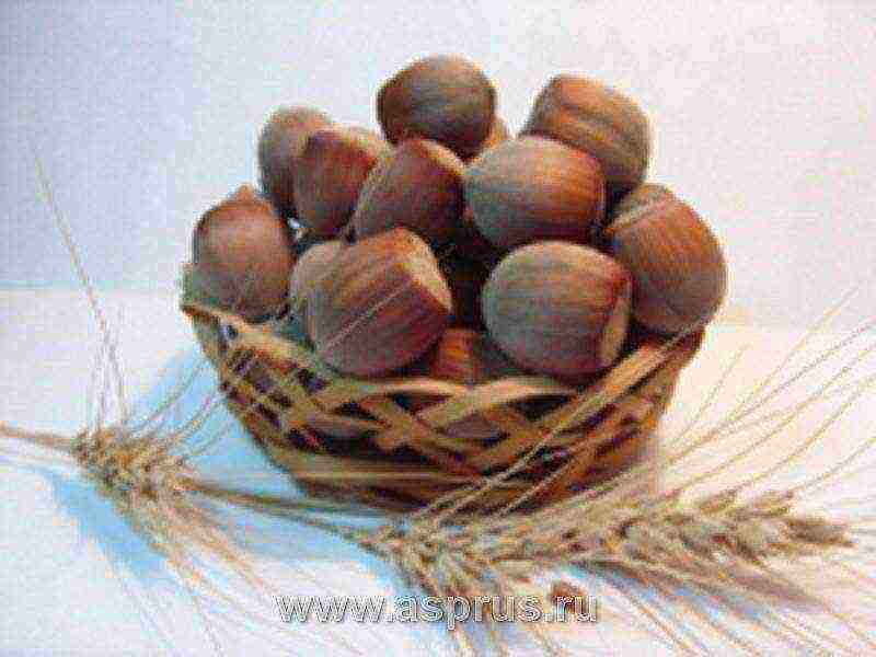 the best varieties of hazelnuts