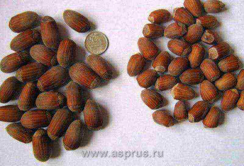 the best varieties of hazelnuts