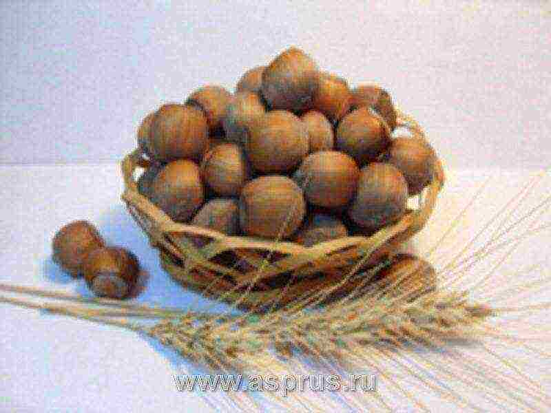 the best varieties of hazelnuts