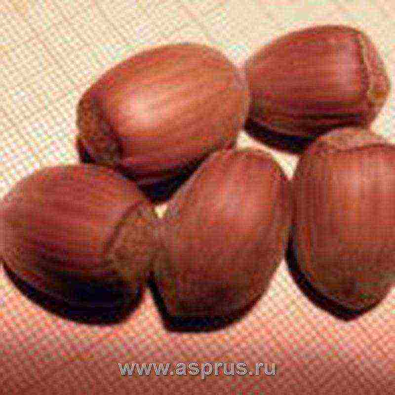 the best varieties of hazelnuts