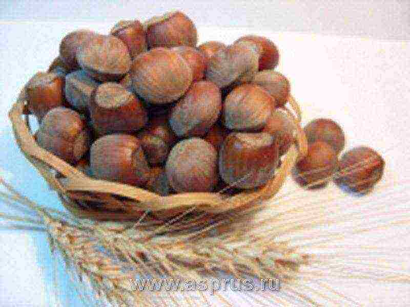 ang pinakamahusay na mga varieties ng hazelnuts