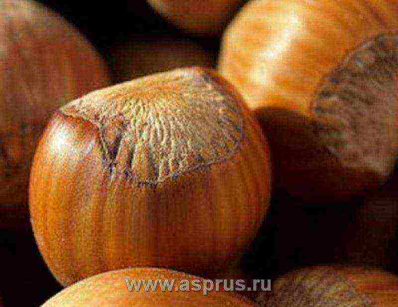 the best varieties of hazelnuts