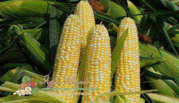 the best varieties of corn