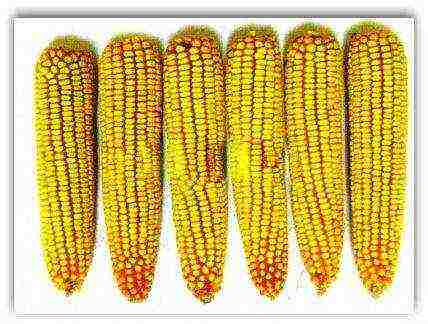 the best varieties of corn