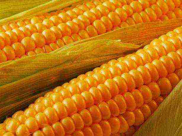 the best varieties of corn