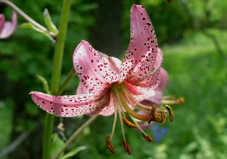 the best varieties of lilies