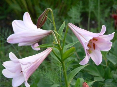 the best varieties of lilies