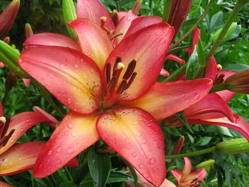 the best varieties of lilies