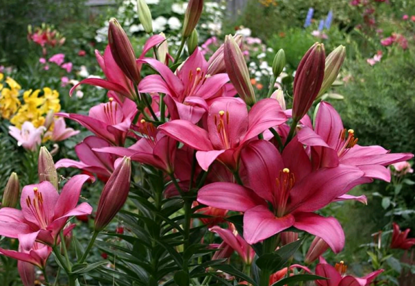 the best varieties of lilies