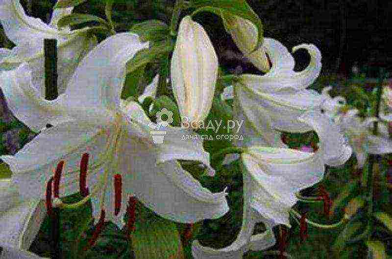 the best varieties of lilies