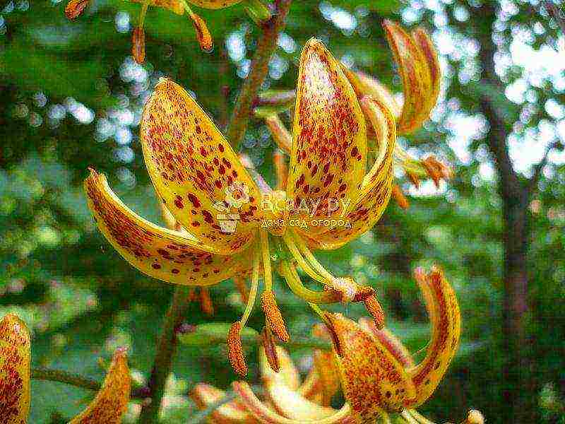 the best varieties of lilies