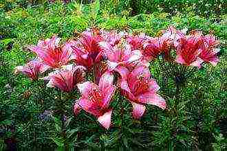 the best varieties of lilies