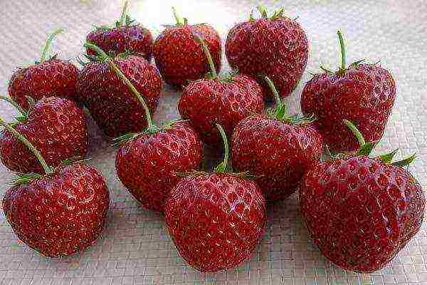 the best varieties of strawberries