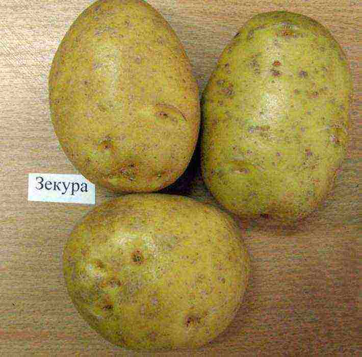 the best potato variety