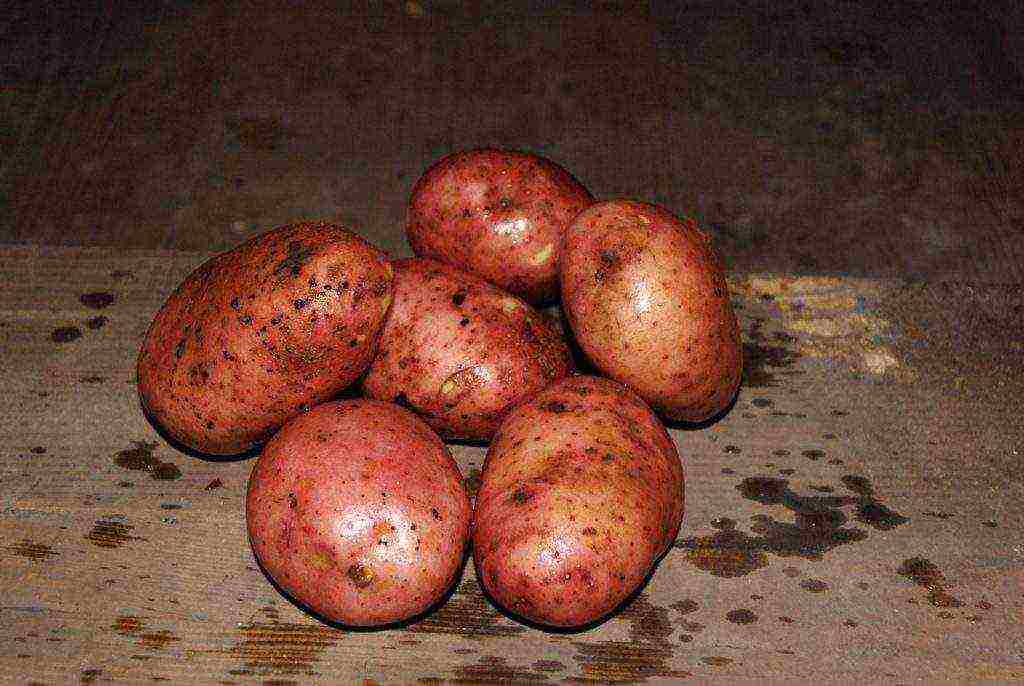 the best potato variety