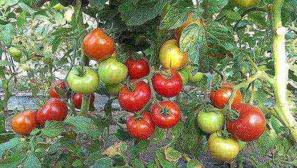 the best tomato variety