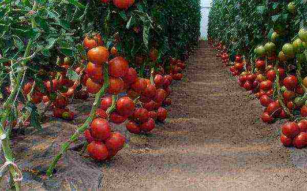 the best tomato variety