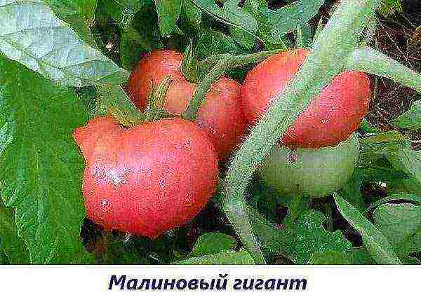 the best tomato variety