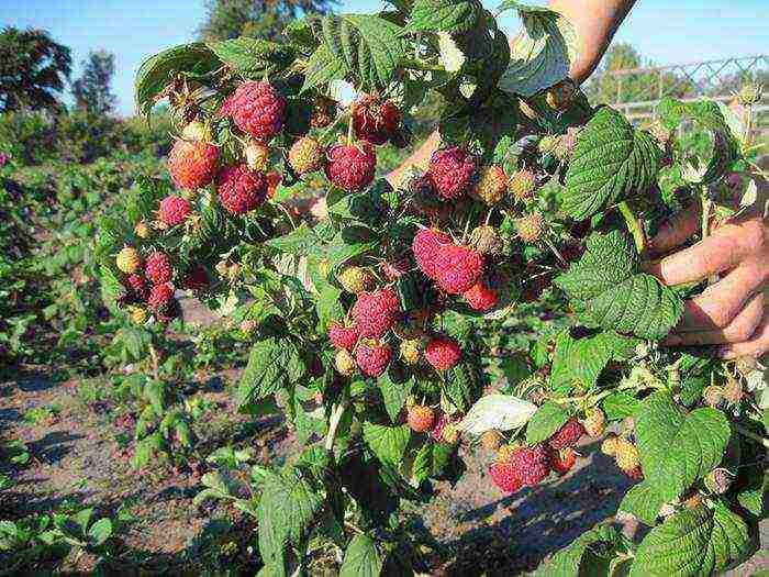 karaniwang raspberry ang pinakamahusay na mga pagkakaiba-iba