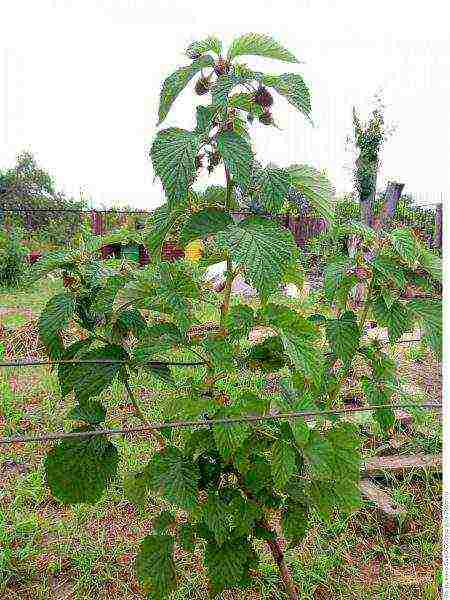 standard raspberry the best varieties