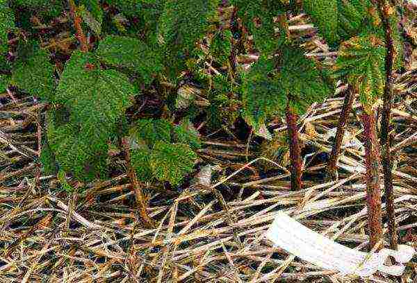 standard raspberry the best varieties