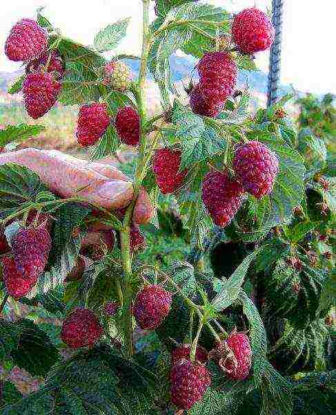standard raspberry the best varieties