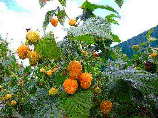 standard raspberry the best varieties