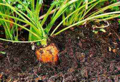 the timing of planting carrots in the Urals in open ground