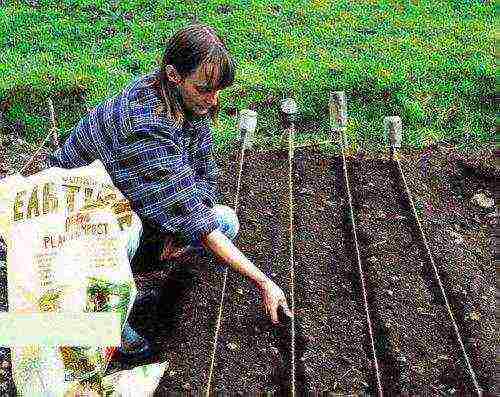 the timing of planting carrots in the Urals in open ground