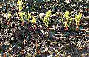 the timing of planting carrots in the Urals in open ground